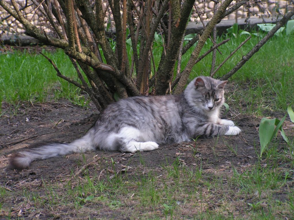 lisek