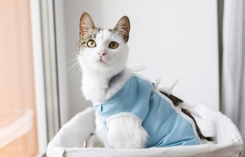 Kastracja i sterylizacja kota. Czym się różnią te zabiegi?