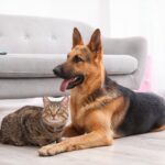 Warunki bezpłatnej kastracji