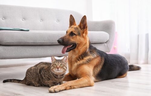 Warunki bezpłatnej kastracji