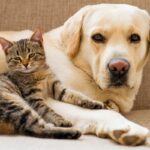 Od 1 marca 2026 r. ruszył program darmowej kastracji i czipowania psów i kotów w Warszawie