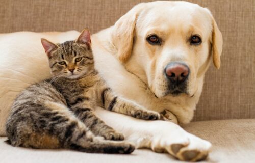 Od 1 marca 2026 r. ruszył program darmowej kastracji i czipowania psów i kotów w Warszawie