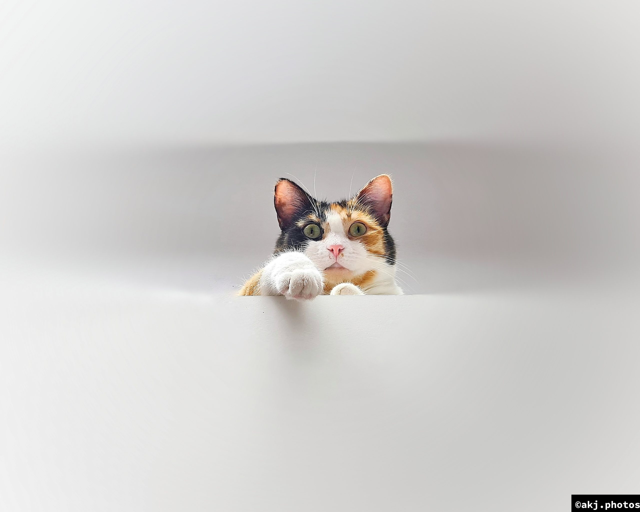 Balbina - kocia rezydentka Koterii