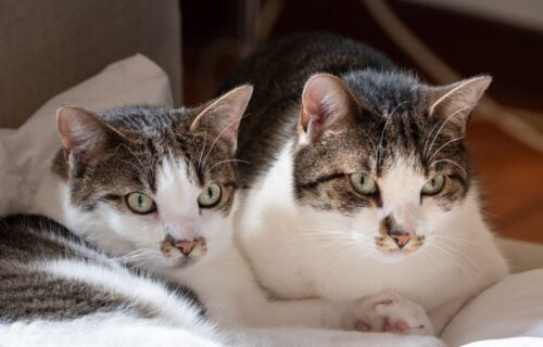 Dwa koty czy jeden? Dlaczego warto adoptować koci dwupak?