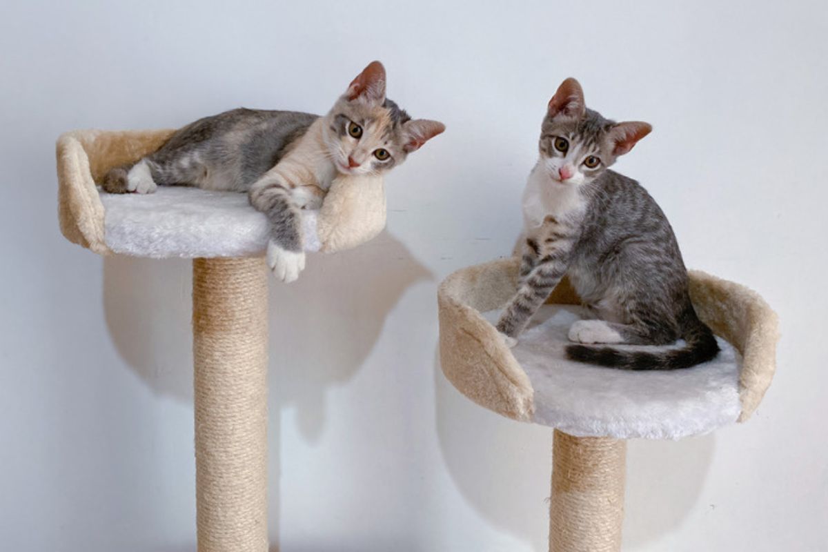 Dwa koty szybciej odnajdują sę w nowym domu. Jest im raźniej i dzięki temu czują się pewniej