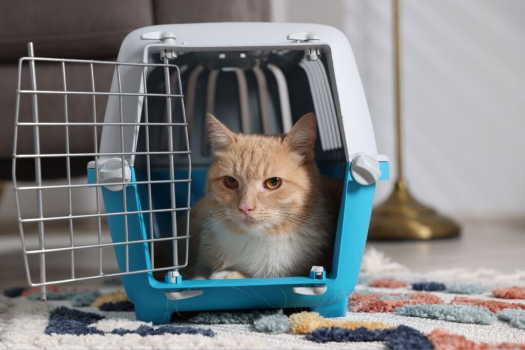 Co kupić dla kota przed adopcją? Lista niezbędnych rzeczy