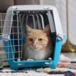 Co kupić dla kota przed adopcją? Lista niezbędnych rzeczy