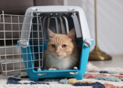 Co kupić dla kota przed adopcją? Lista niezbędnych rzeczy