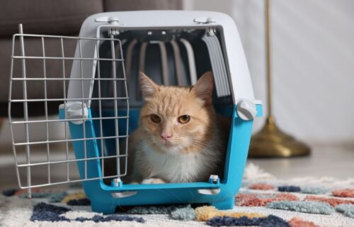 Co kupić dla kota przed adopcją? Lista niezbędnych rzeczy