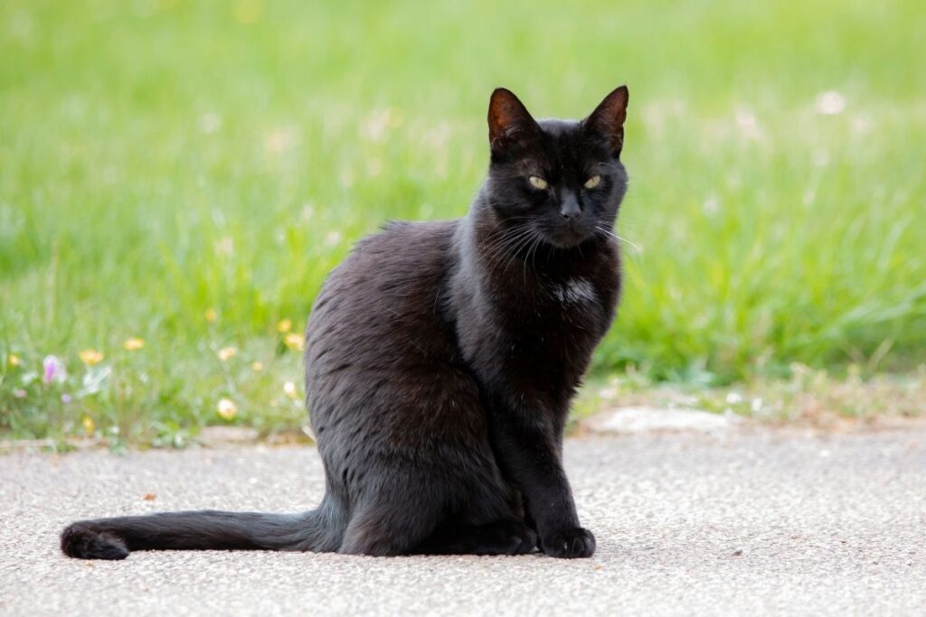 Koty domowe, właścicielskie, bezdomne, wolno żyjące, dzikie. Czym się różnią te pojęcia? Jak je poprawnie zdefiniować? Odpowiadamy.