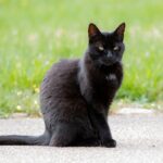 Koty domowe, właścicielskie, bezdomne, wolno żyjące, dzikie. Czym się różnią te pojęcia? Jak je poprawnie zdefiniować? Odpowiadamy.