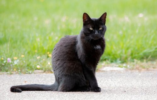 Koty domowe, właścicielskie, bezdomne, wolno żyjące, dzikie. Czym się różnią te pojęcia? Jak je poprawnie zdefiniować? Odpowiadamy.