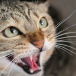 Wścieklizna u kota. Co trzeba wiedzieć o tej chorobie?