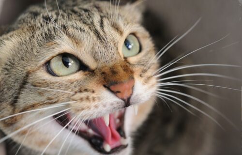 Wścieklizna u kota. Co trzeba wiedzieć o tej chorobie?