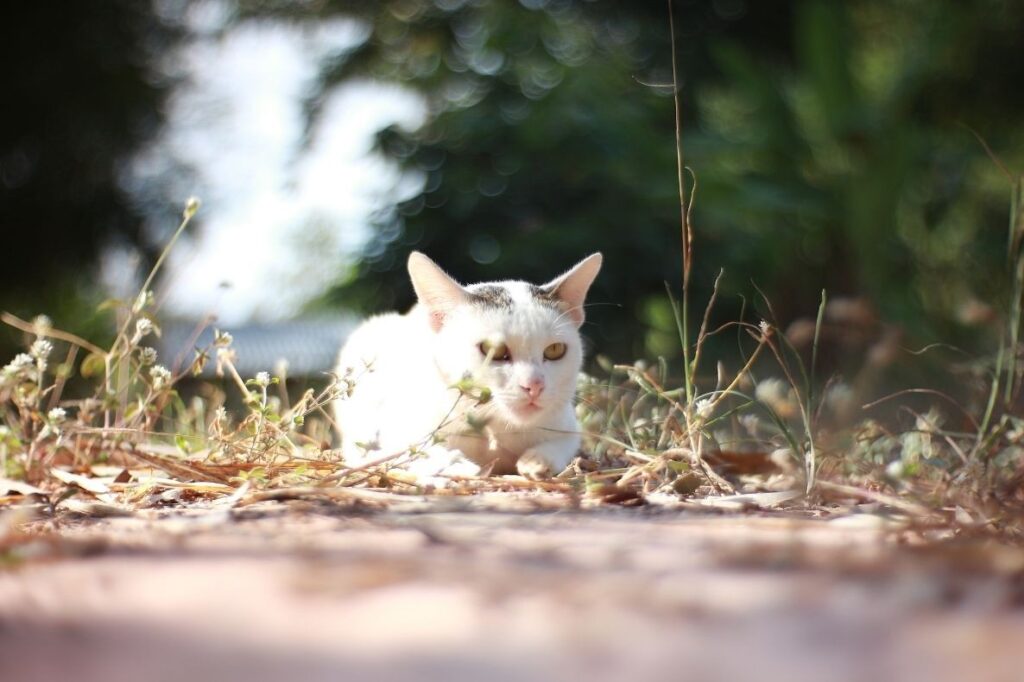 Koty bezdomne i wolno żyjące to nie to samo! Jak je odróżnić?