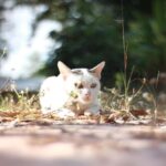 Koty bezdomne i wolno żyjące to nie to samo! Jak je odróżnić?