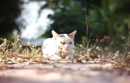 Koty bezdomne i wolno żyjące to nie to samo! Jak je odróżnić?
