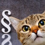 Jaki jest status prawny kota w Polsce?