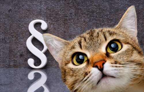 Jaki jest status prawny kota w Polsce?