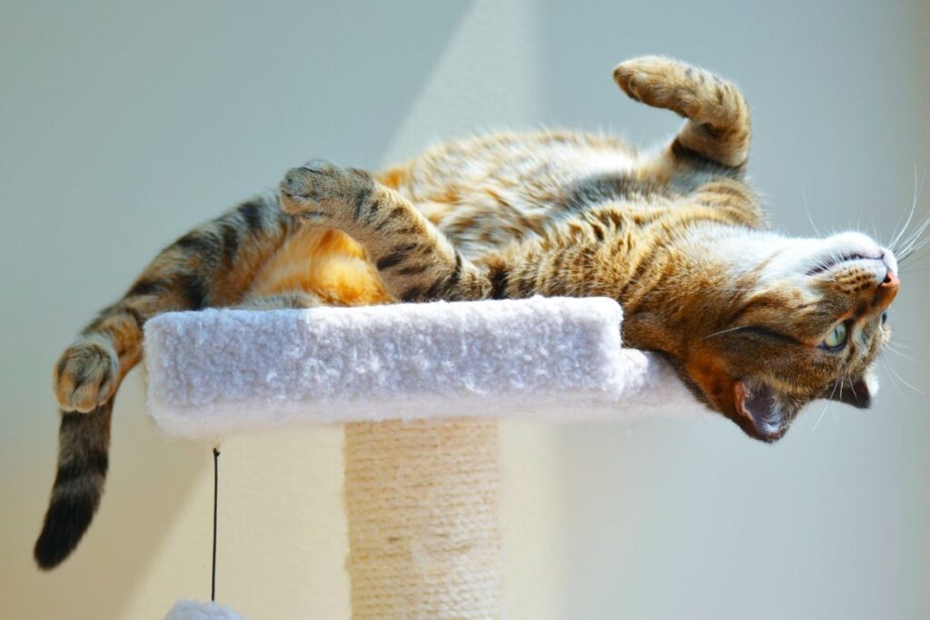 Jak poznać, że kot jest szczęśliwy? Oto najważniejsze sygnały