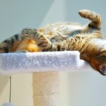 Jak poznać, że kot jest szczęśliwy? Oto najważniejsze sygnały