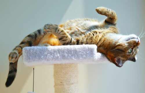 Jak poznać, że kot jest szczęśliwy? Oto najważniejsze sygnały