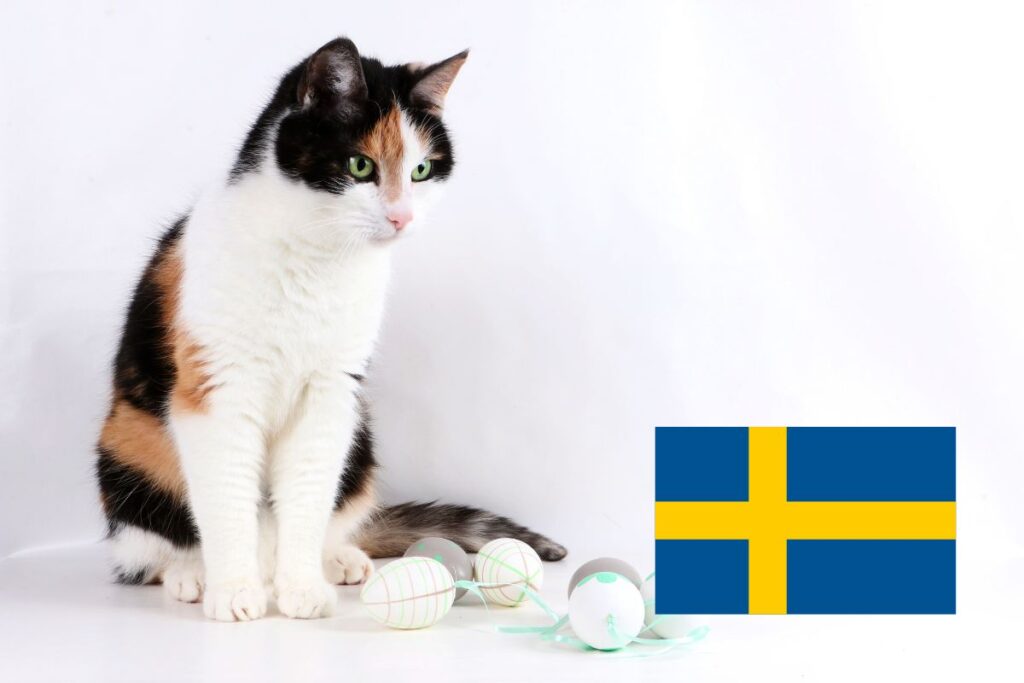 Koty w Szwecji – surowe przepisy o dobrostanie zwierząt