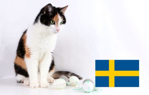 Koty w Szwecji – surowe przepisy o dobrostanie zwierząt