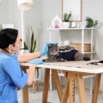 W których krajach jest obowiązkowa kastracja kotów?