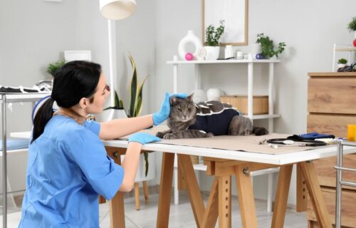 W których krajach jest obowiązkowa kastracja kotów?