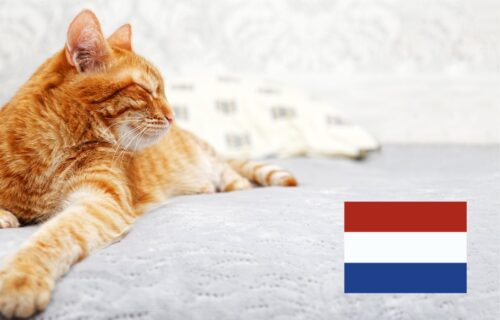 Koty w Holandii. Od 2026 roku obowiązkowe czipowanie