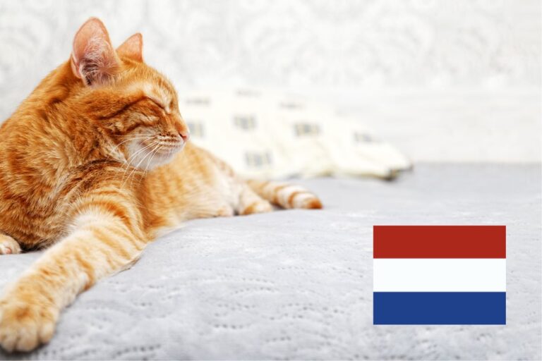 Koty w Holandii. Od 2026 roku obowiązkowe czipowanie