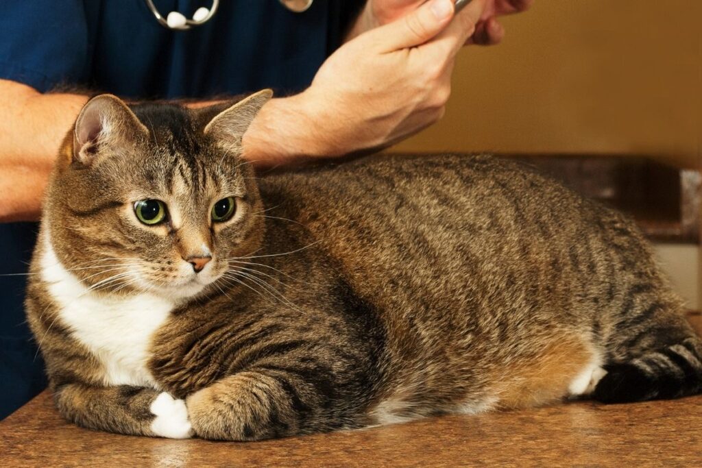 Jakie są najważniejsze zalety kastracji kocura?
