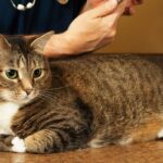 Jakie są najważniejsze zalety kastracji kocura?