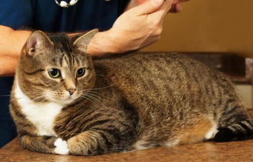 Jakie są najważniejsze zalety kastracji kocura?