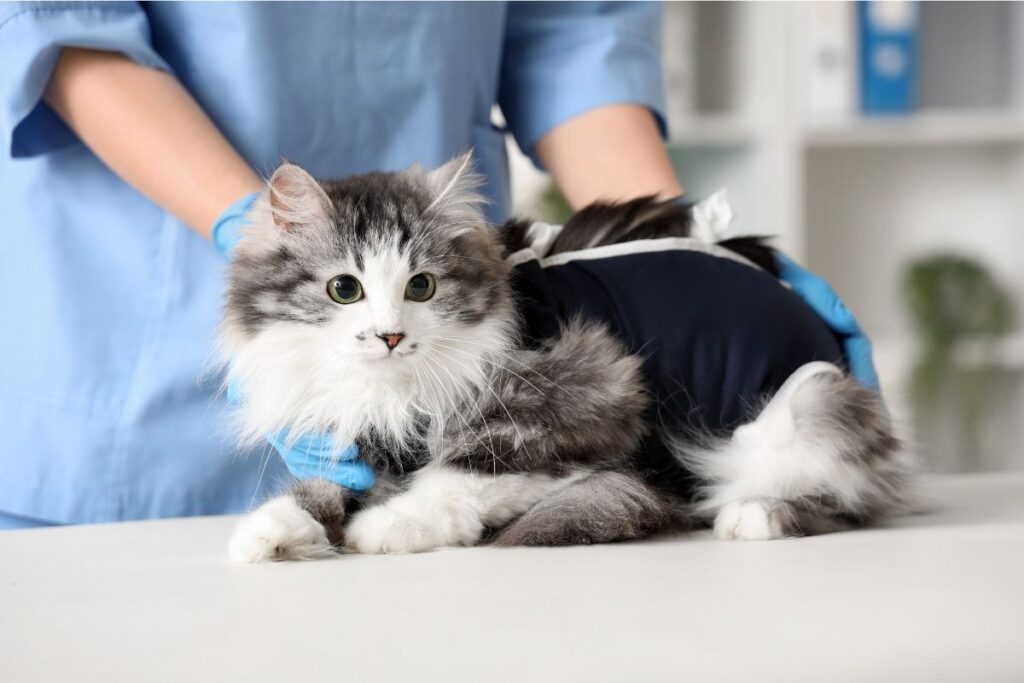 Jakie są główne zalety kastracji kotki?