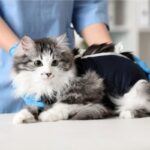 Jakie są główne zalety kastracji kotki?