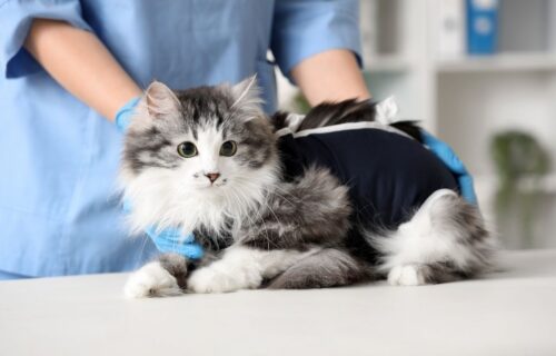 Jakie są główne zalety kastracji kotki?