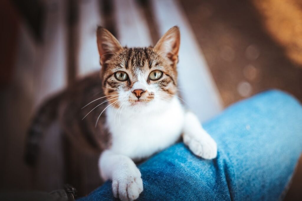 Adopcja kota – co musisz wiedzieć przed podjęciem decyzji?