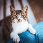 Adopcja kota – co musisz wiedzieć przed podjęciem decyzji?