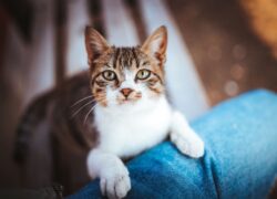 Adopcja kota – co musisz wiedzieć przed podjęciem decyzji?