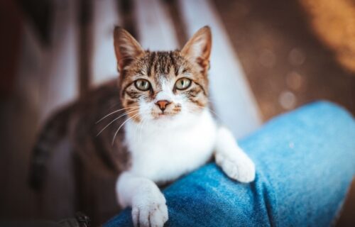 Adopcja kota – co musisz wiedzieć przed podjęciem decyzji?