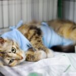 Czy w Polsce kastracja kotów jest obowiązkowa?