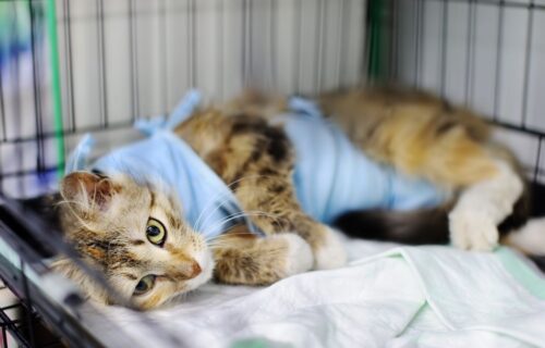 Czy w Polsce kastracja kotów jest obowiązkowa?