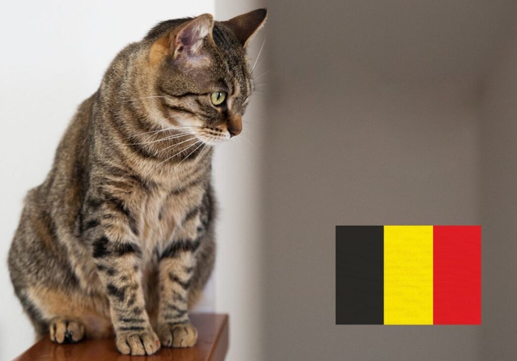 Koty w Belgii. Skuteczna walka z bezdomnością jest możliwa