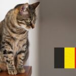 Koty w Belgii. Skuteczna walka z bezdomnością jest możliwa