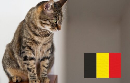 Koty w Belgii. Skuteczna walka z bezdomnością jest możliwa