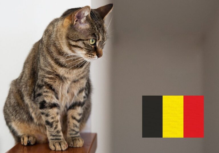 Koty w Belgii. Skuteczna walka z bezdomnością jest możliwa