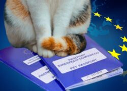 Jak wyrobić paszport dla kota?