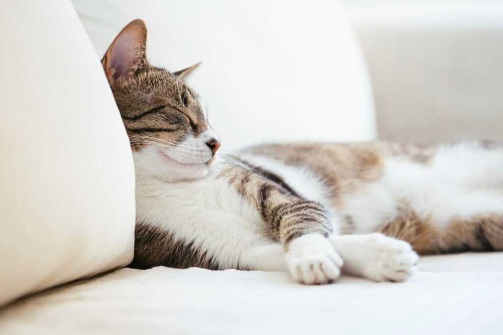 Catsitter dla kota. Jak wybrać dobrego catsittera?